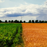 Maize and wheat